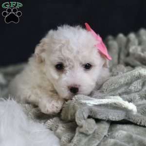 Brianna, Bichon Frise Puppy